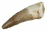 Baby Spinosaurus Tooth - Real Dinosaur Tooth #215336-1